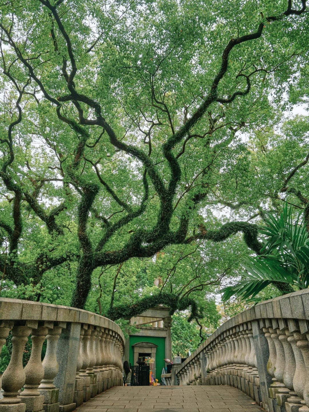 佛山这个值得N刷的生命力公园🍃太好逛了 ❗️