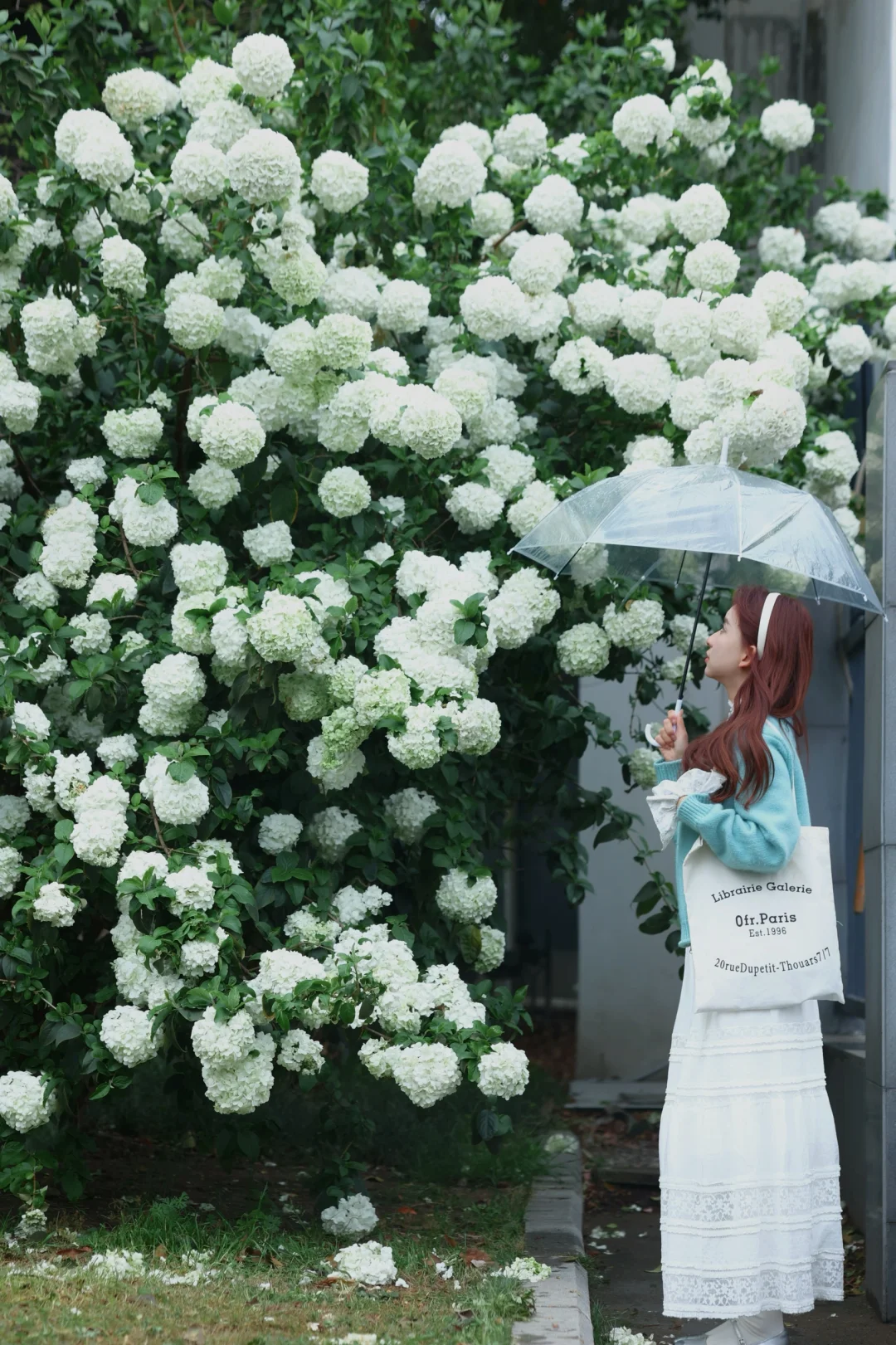 新机位‼️3.29实拍📷武汉这里绣球偷偷开爆啦