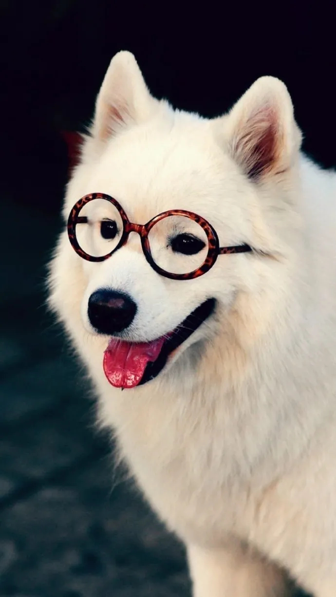 0000
🐶︱可爱小狗搞怪头像︱小狗头像壁纸 | 小狗怼脸照| WeChat头像 | 搞怪头像 | 梗图 | 萌物分享| 狗meme | 审美积累 | 低质量狗图| 小奶狗｜高质量头像︱逗比小狗头像︱小狗头像分享︱最喜欢小狗了︱小狗狗最可爱☺
壁纸分享/Wechat背景图/背景图/聊天背景图/壁纸套图/iPhone壁纸/审美积累/手机 ​