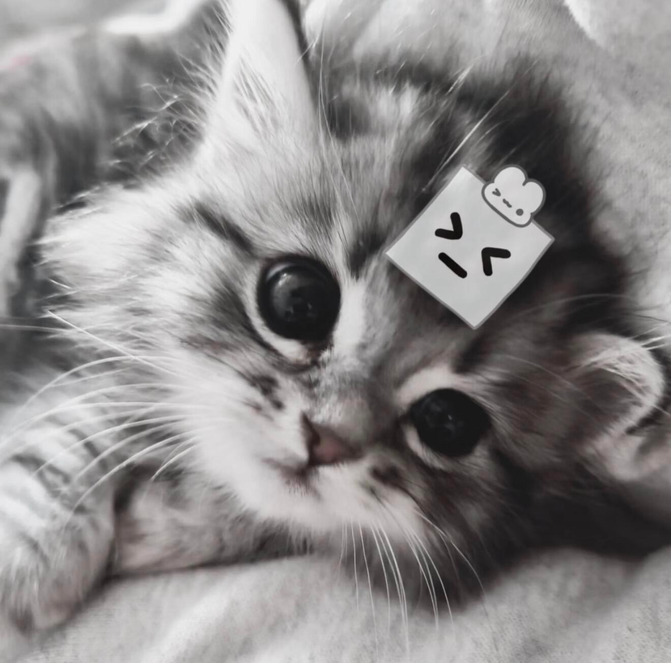 灰调软萌小猫₍^. ̫ .^₎ ୭金秋壁纸大放送