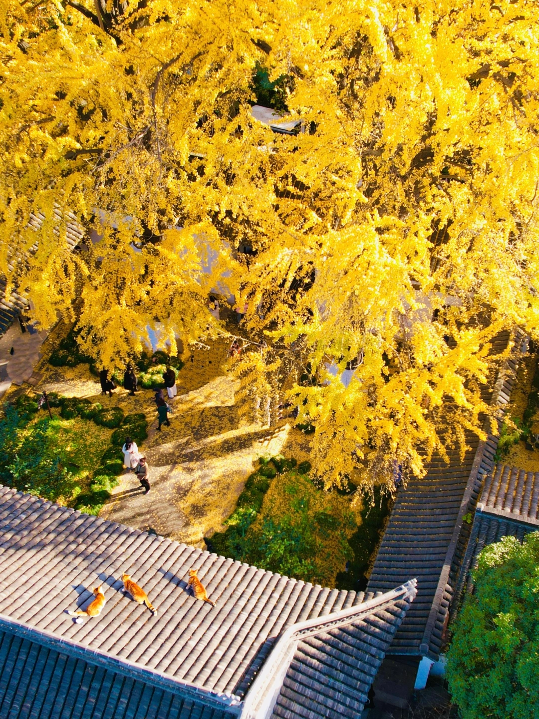 扬州最好的！果然都是免费的！！！