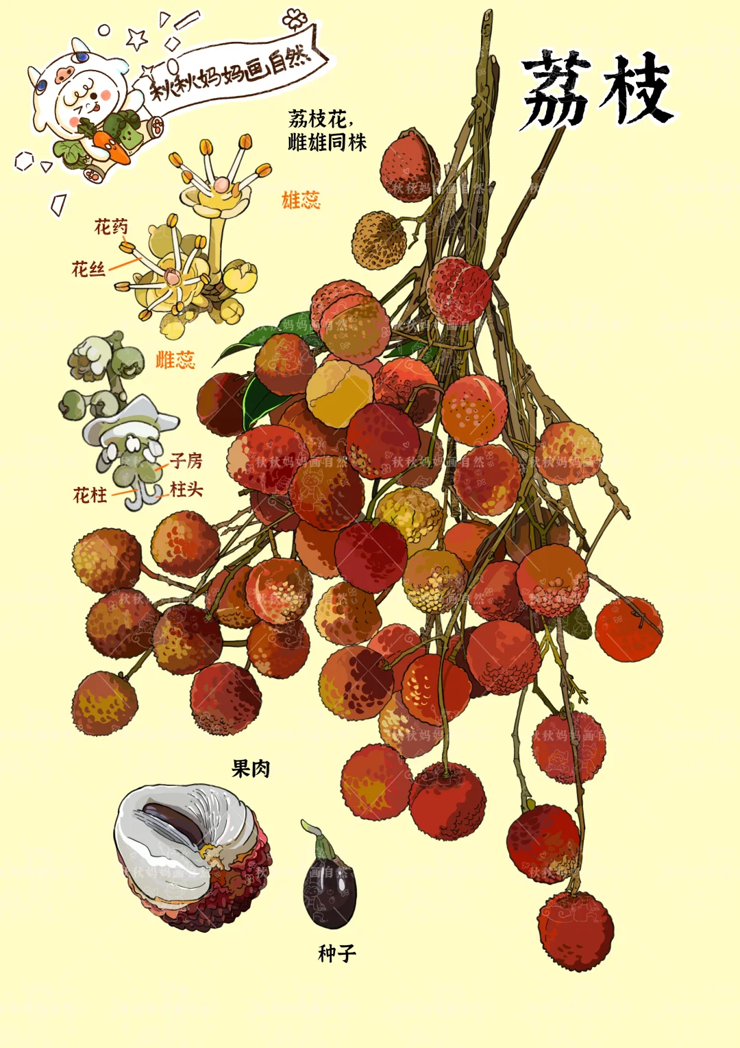 画给孩子的植物科普｜红绡玉肌荔枝说