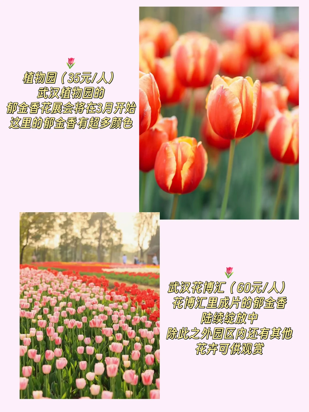 🌸武汉春季赏花攻略，浪漫浓度爆表！