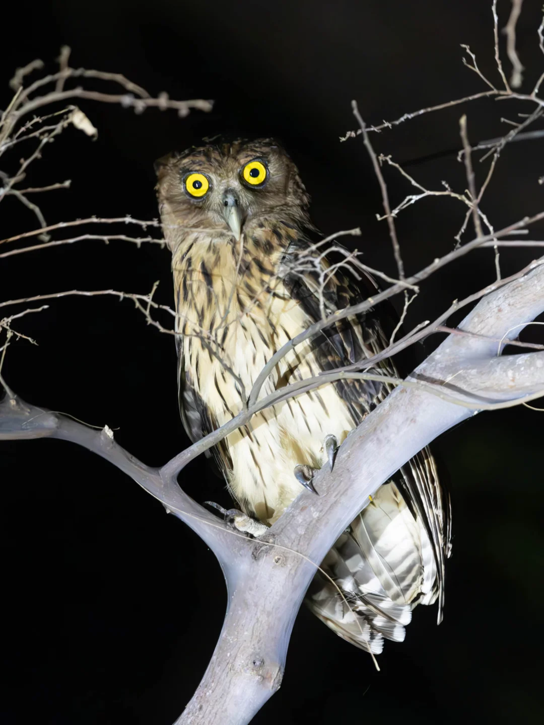 暗夜巨瞳：菲雕鸮的王之凝视