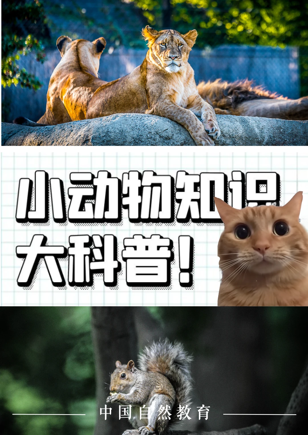 科普知识｜小动物知识大科普！