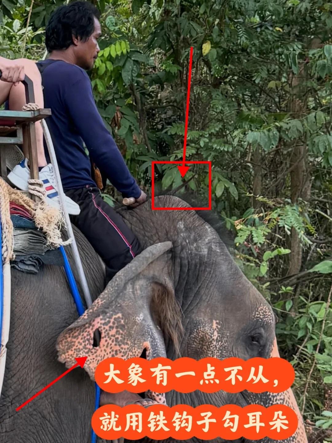 泰国刚回来，不要骑大象，不要骑大象，不要骑