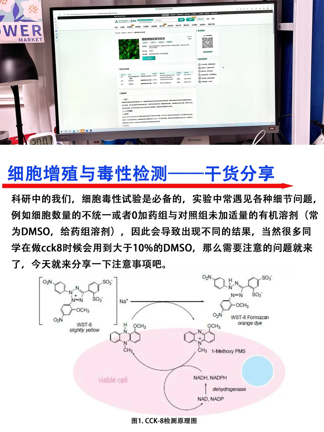 🔥师兄师姐不一定教你的细胞cck8检测小技巧
