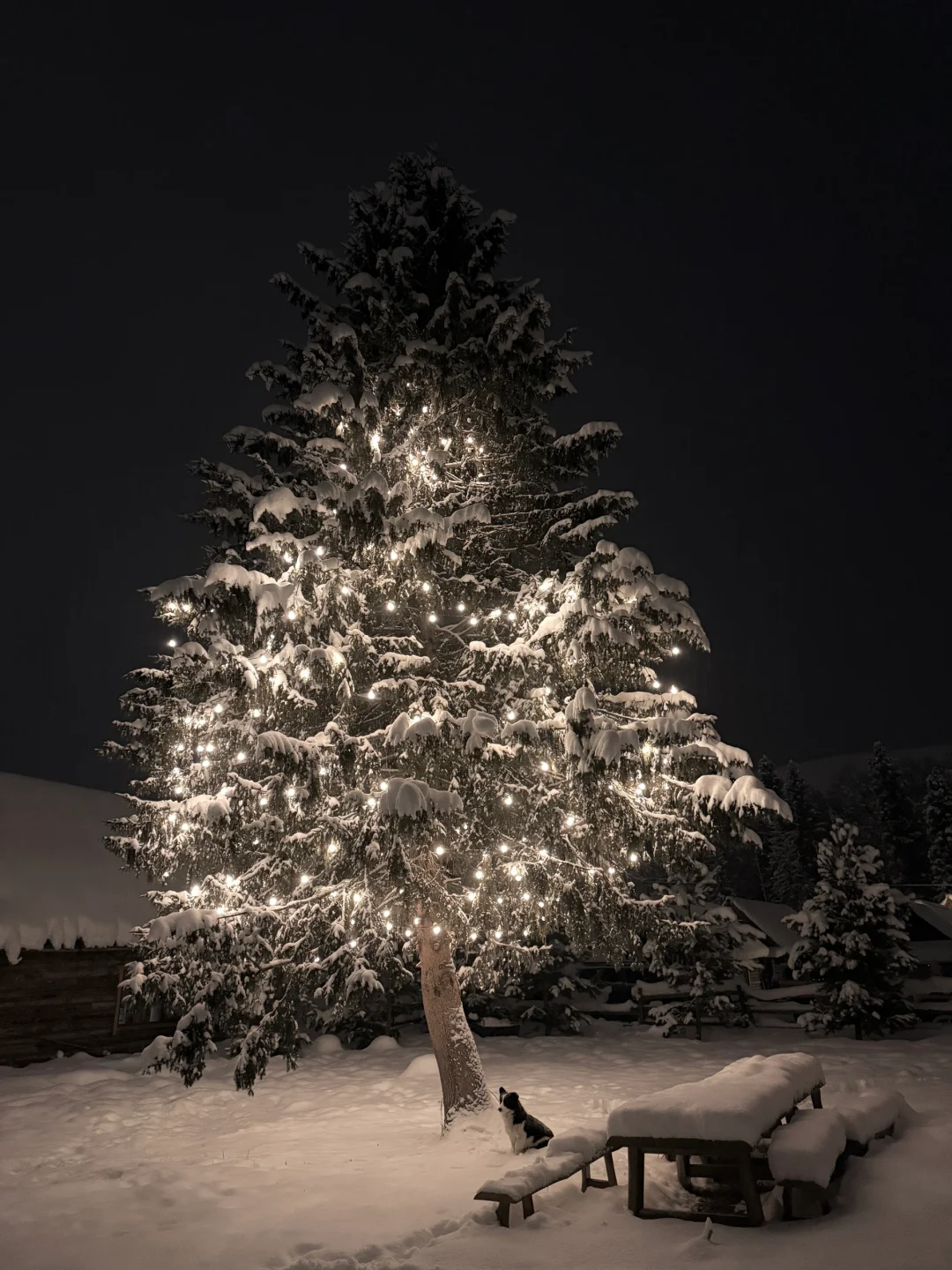 禾木的🎄和 🐶