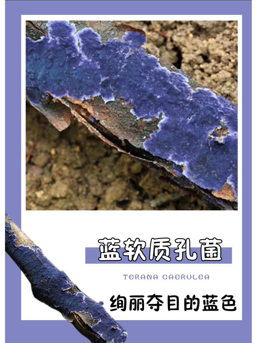 💙蓝软质孔菌：大自然中的蓝色宝藏~
