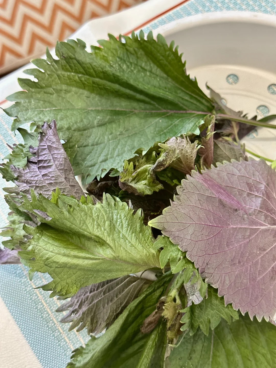 从每个人的体味，来看每个人携带不同的能量