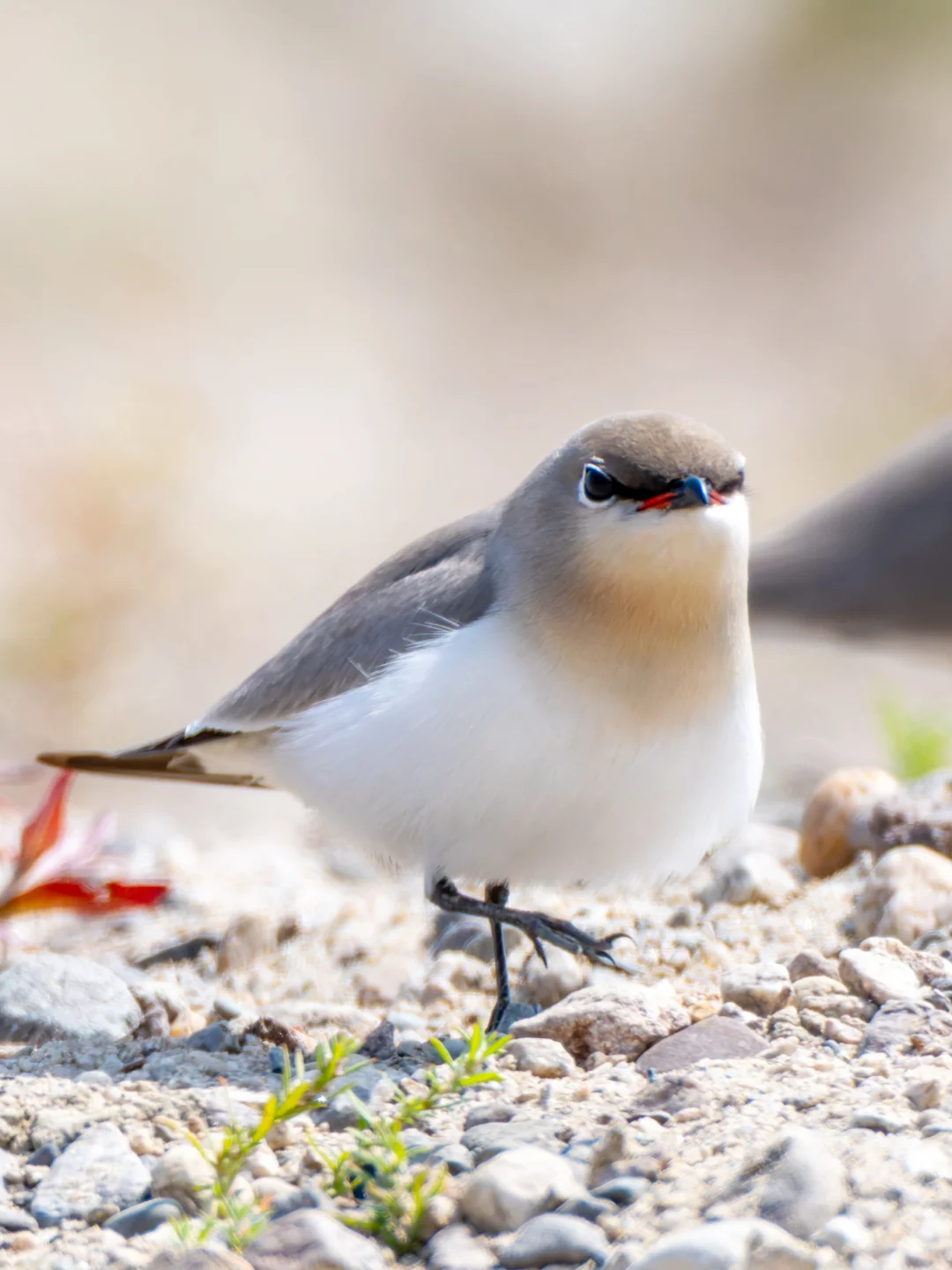 我宣布：灰燕鸻是最萌的小鸟！