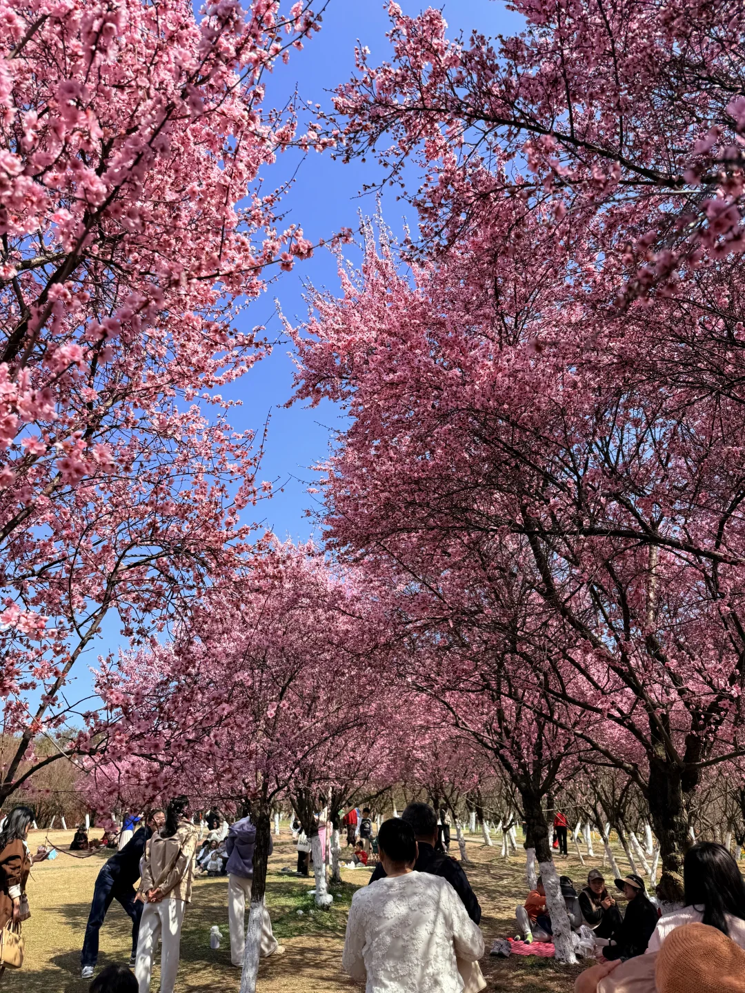 2.25实拍！成都植物园！！这10💰花的真值啊……