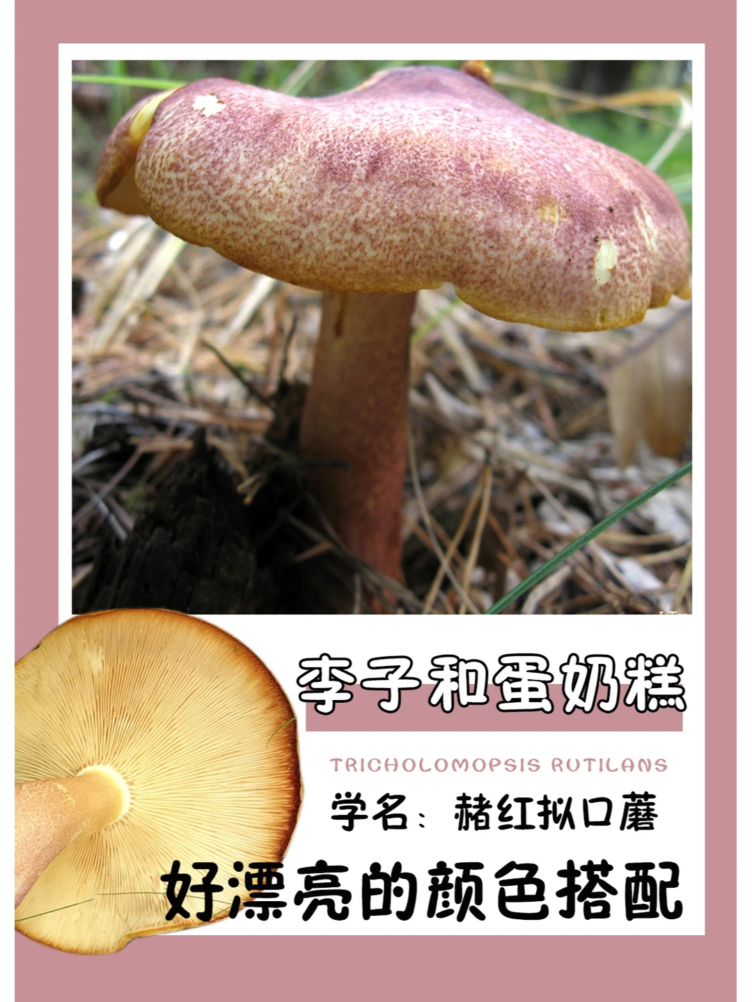 不得不感叹，大自然的色彩搭配真的一绝！