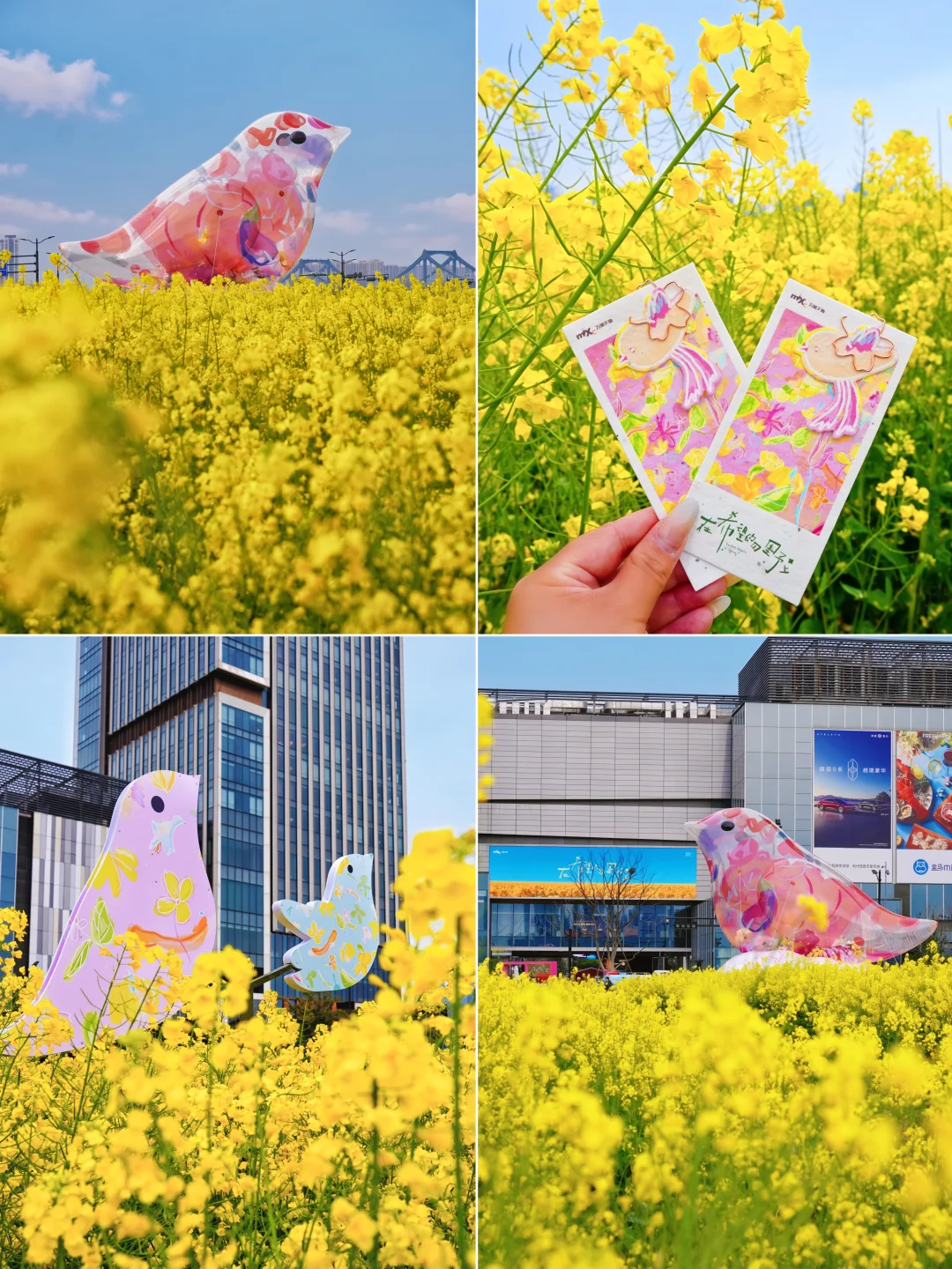 杭州春日顶流❗️油菜花海邂逅焖泥小鸟！🌼