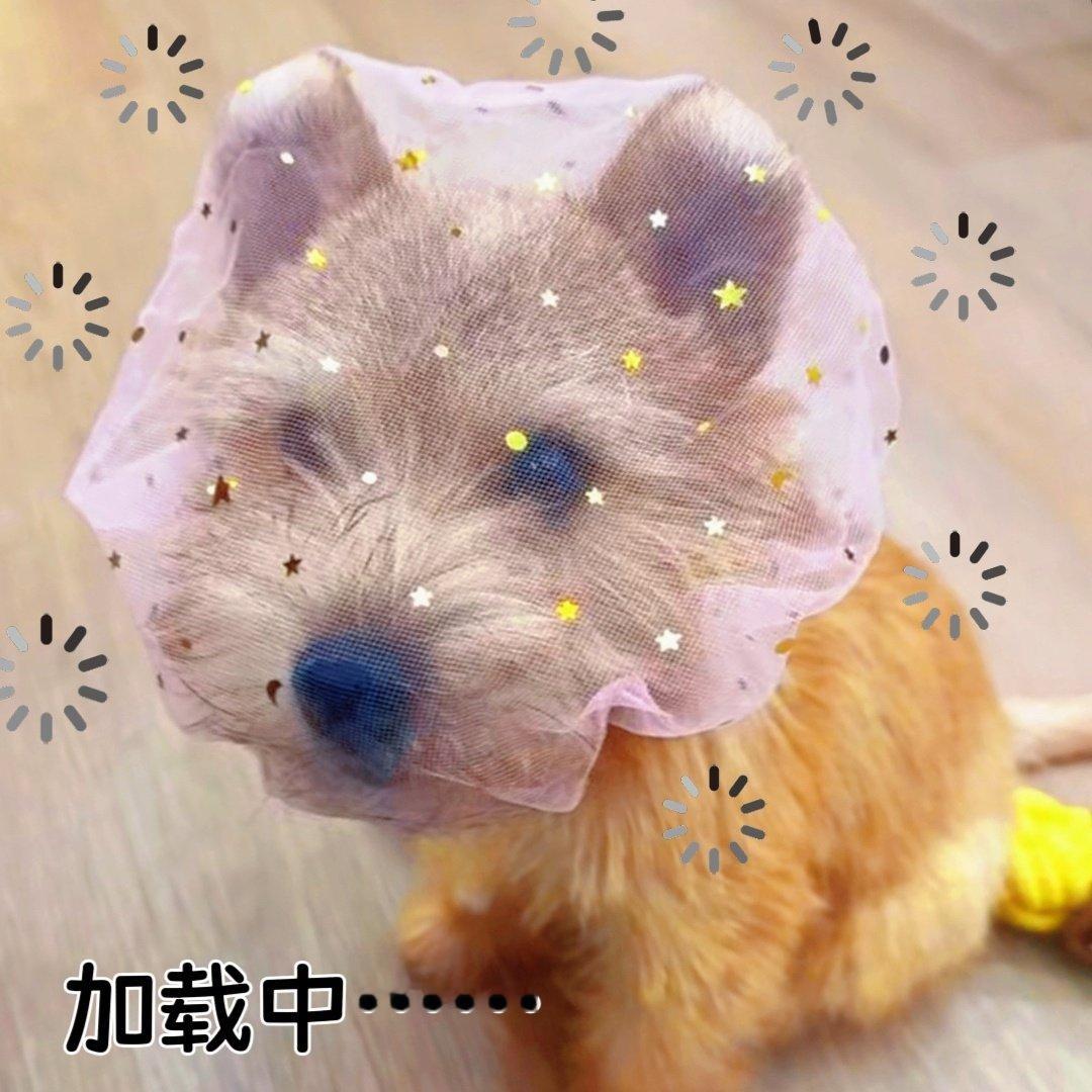 #黄景瑜有好朋狗了#
爸比酱。。。。 ​