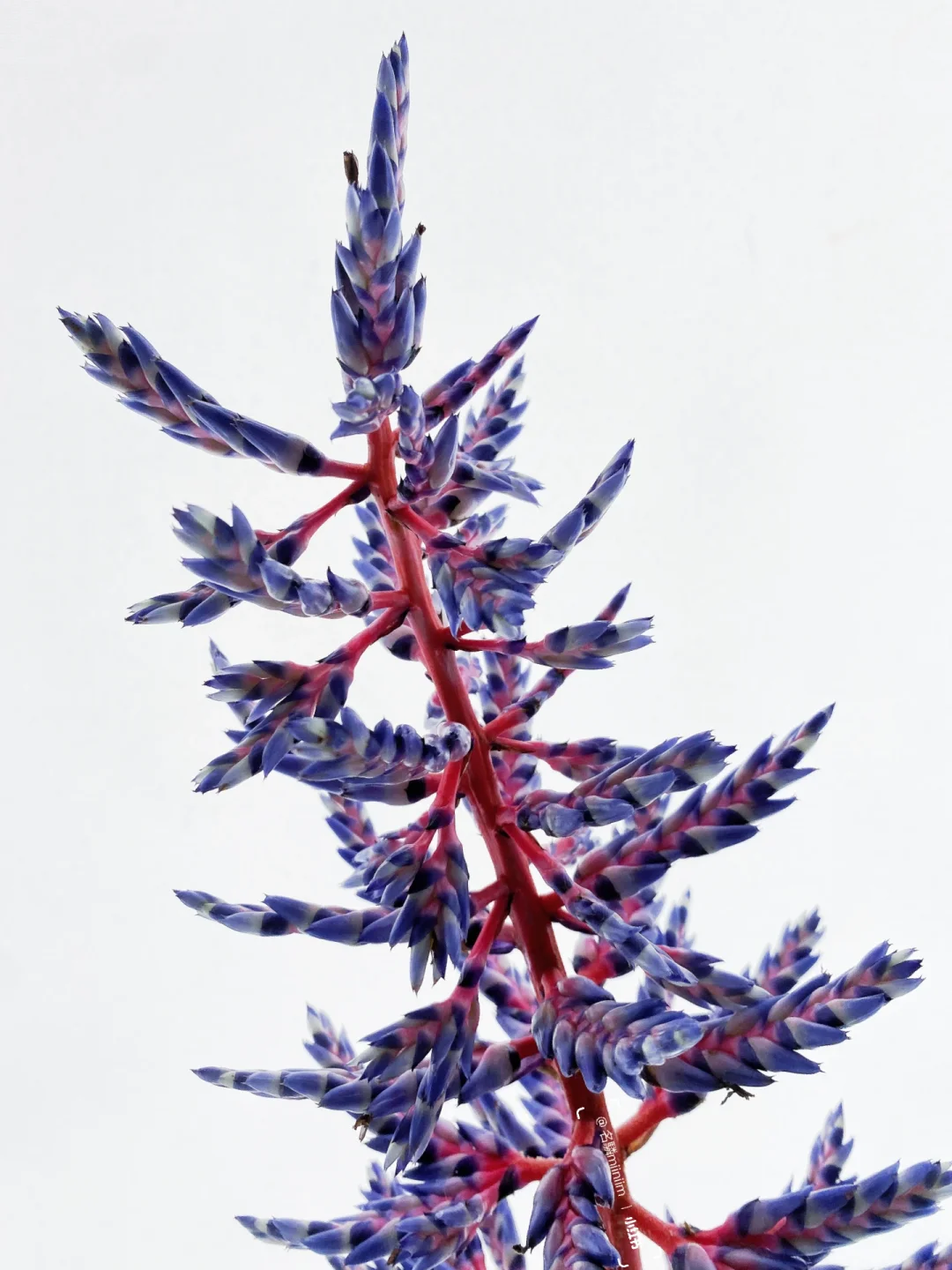 小众花材认识｜珊瑚凤梨🫐“blueberry”