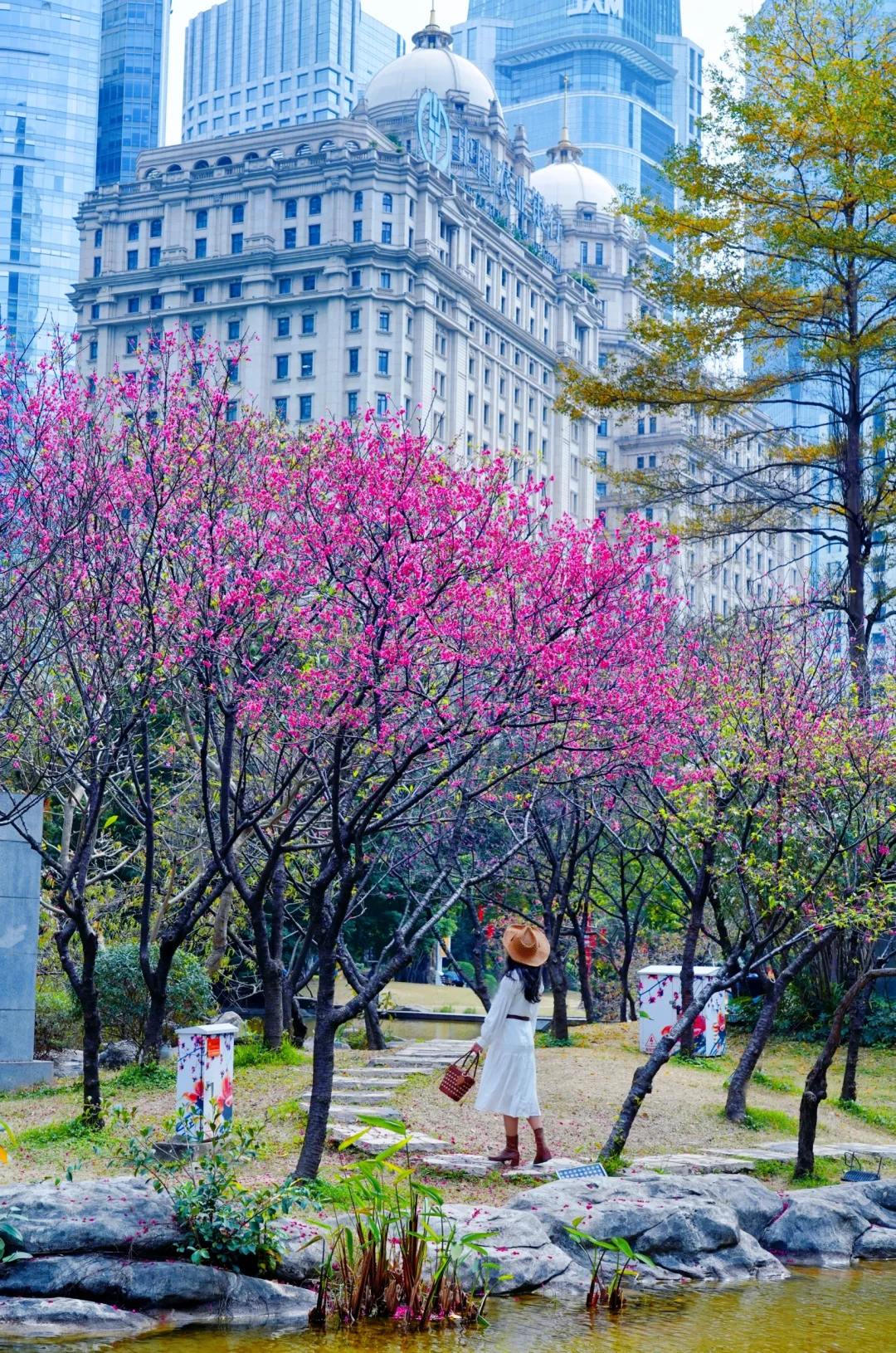2.20实拍🌸花城广场的樱花开啦
