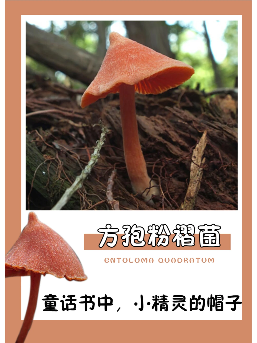 就真的很像小精灵的帽子