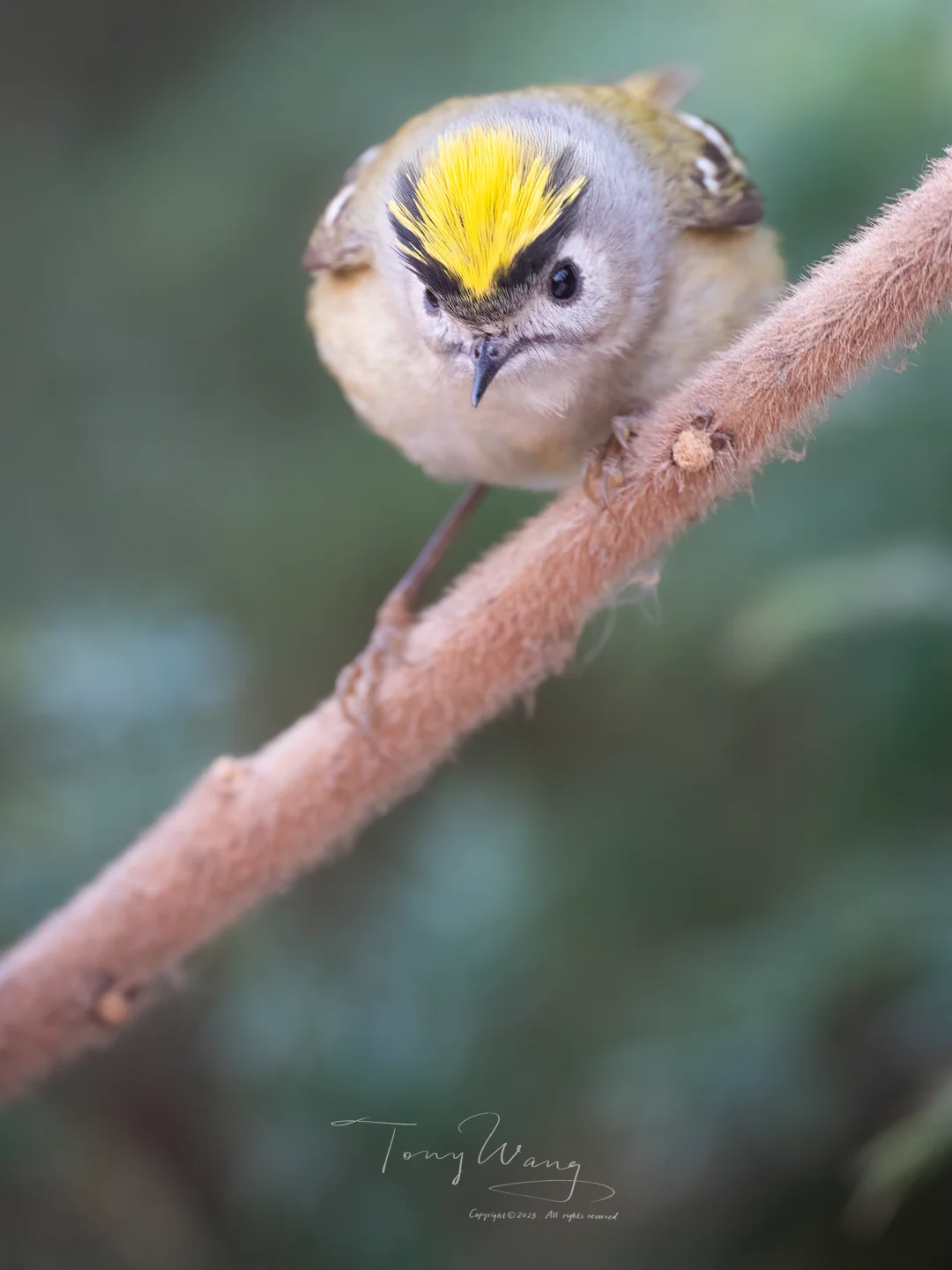 一只想开了的戴菊