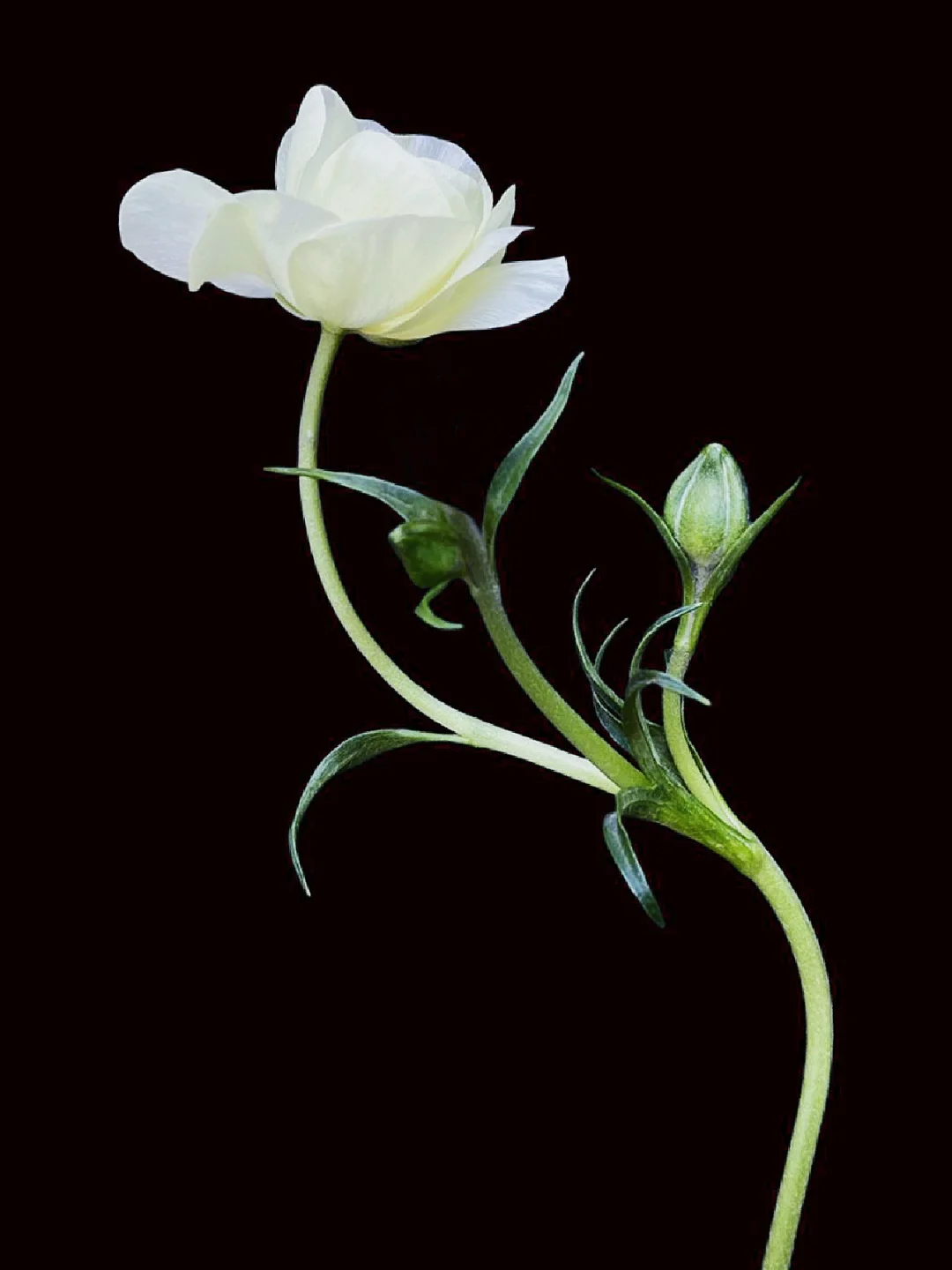 每天带你认识一种花材212｜蝴蝶洋牡丹