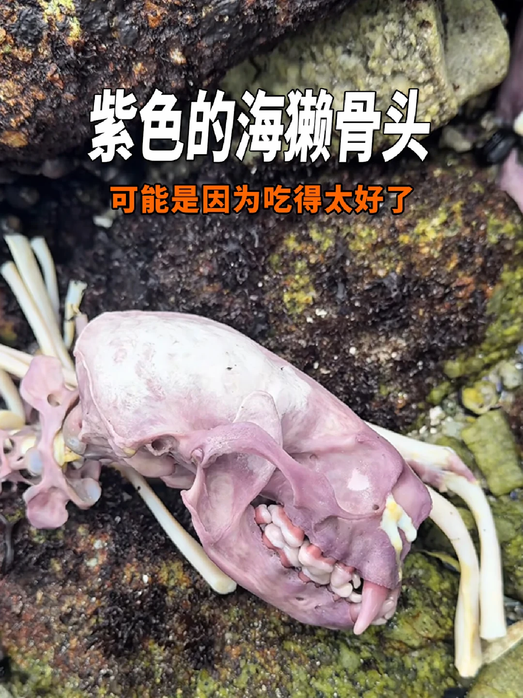 海獭的骨头为什么是紫色的？