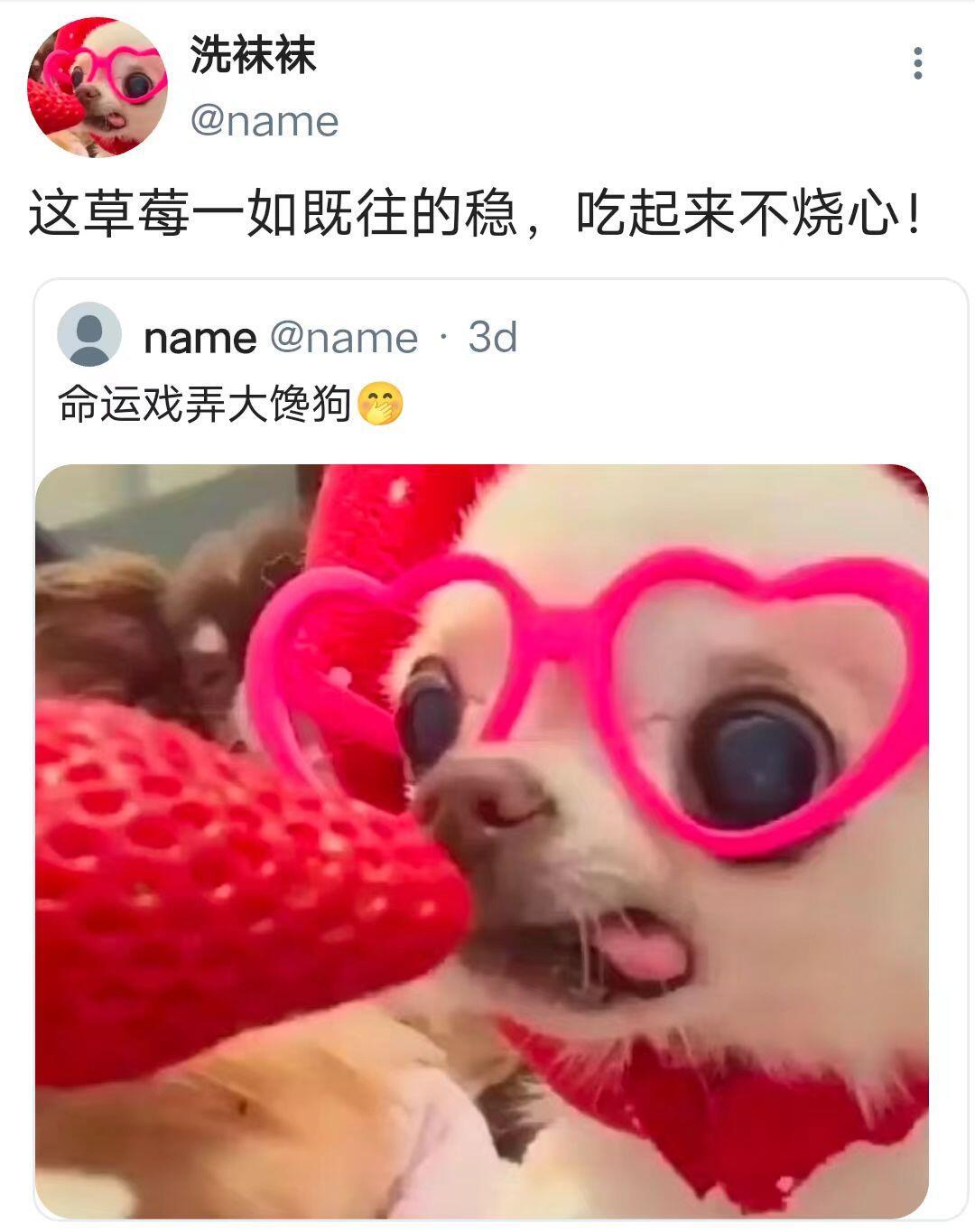 小狗在家有手机的天~ ​​​