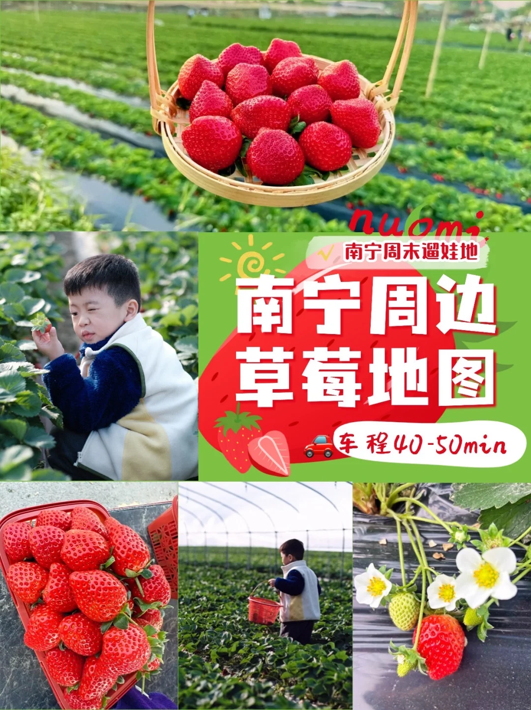 南宁遛娃｜4个宝藏采摘路线实现草莓自由🍓