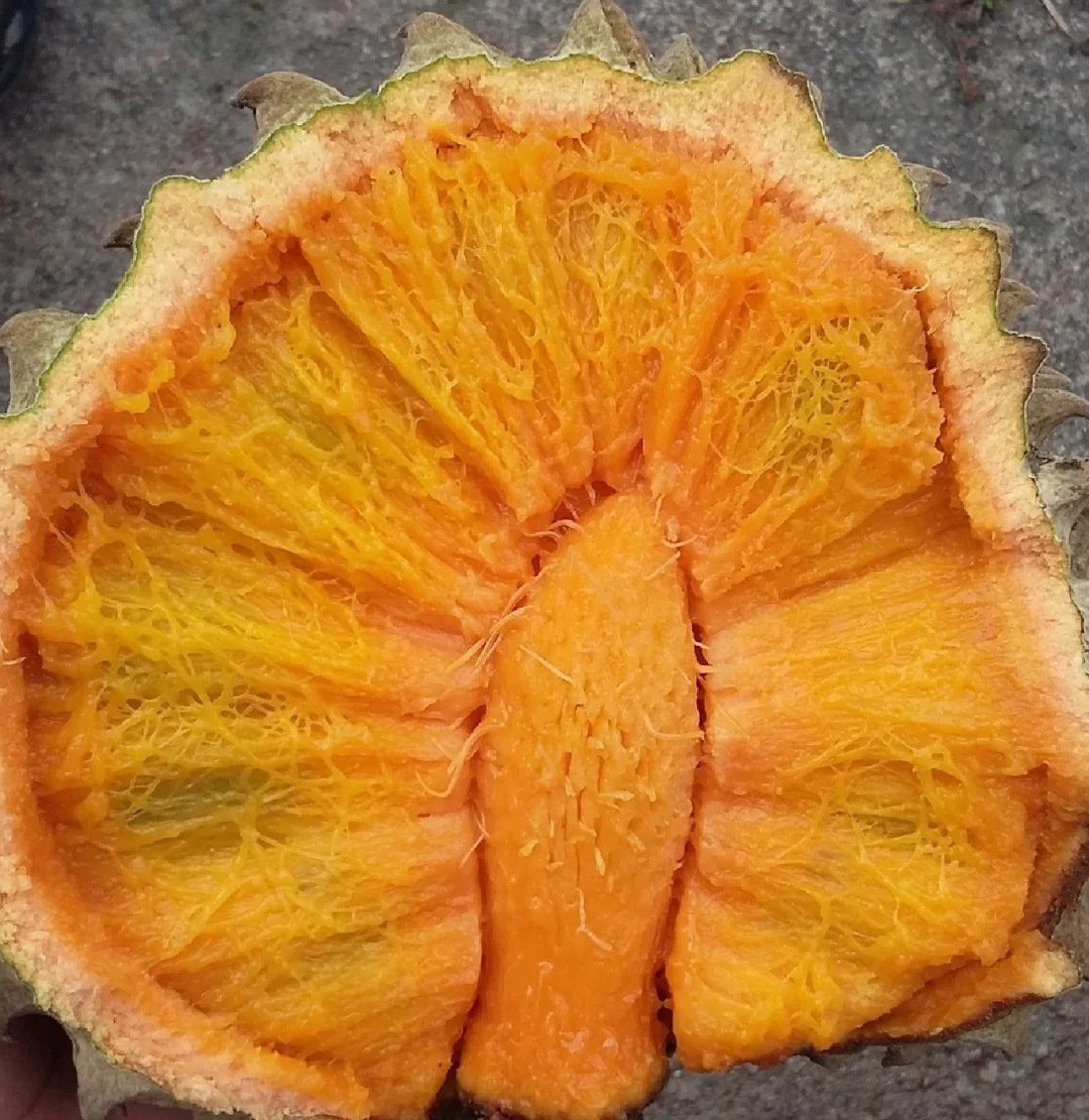 墨西哥番荔枝Annona purpurea