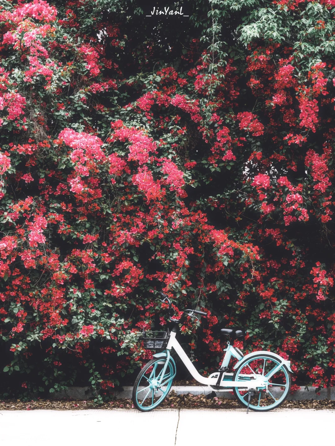 报告‼️厦门醉出片三角梅瀑布墙🌺花都开好啦