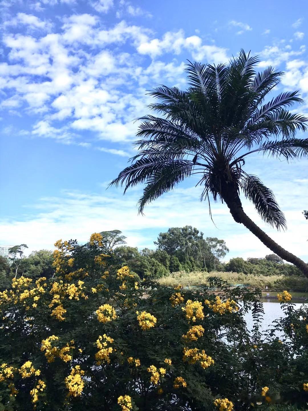 天河公园的冬日，绿意犹浓，湖静杉黄，阳光和煦人从容。