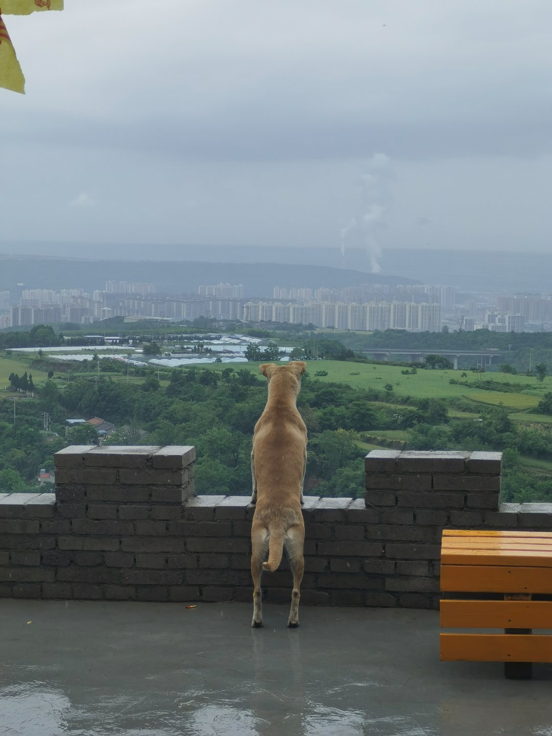 别的狗看家，这只狗看一座城。 ​​​