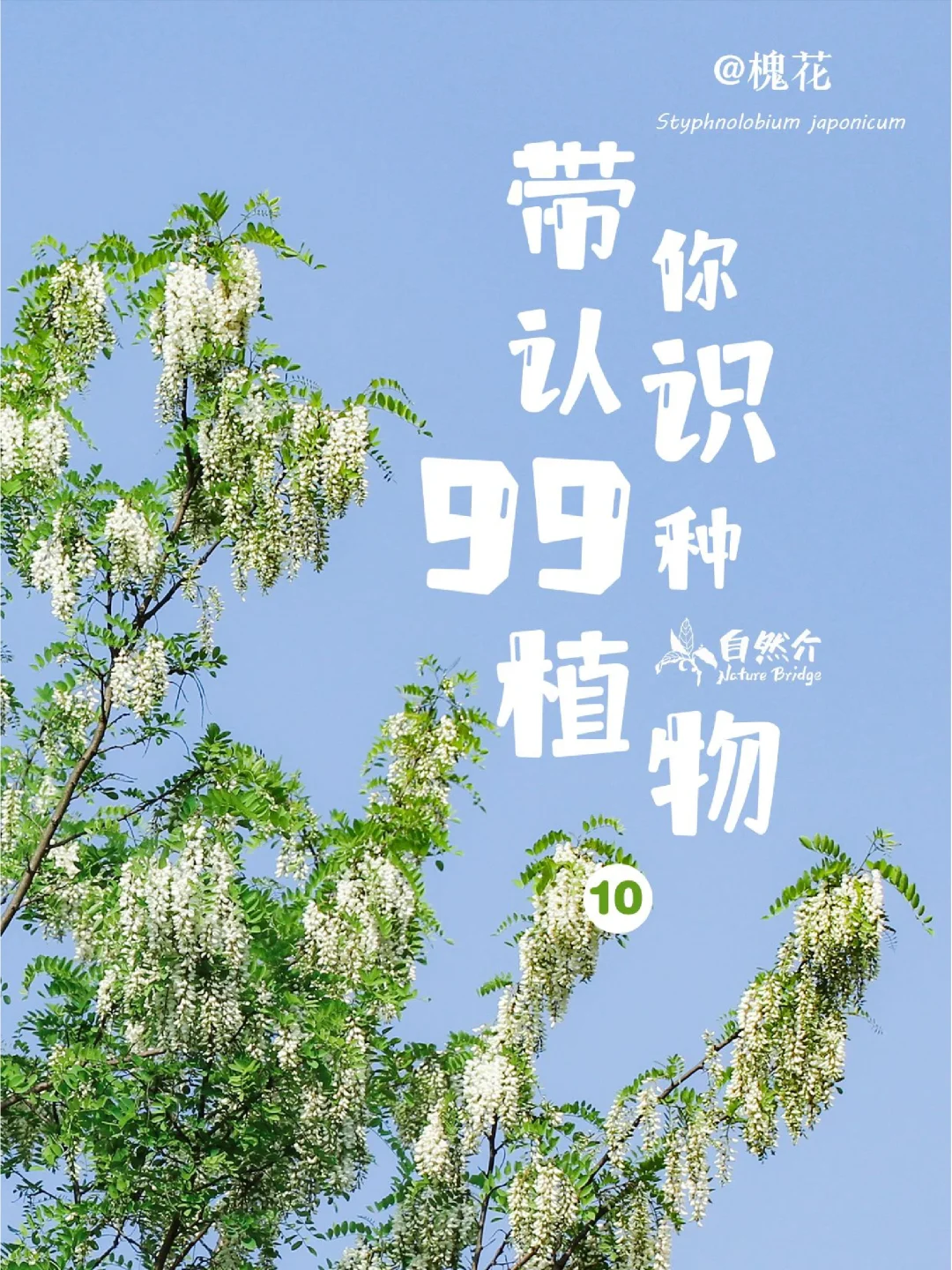 带孩子认识99种植物