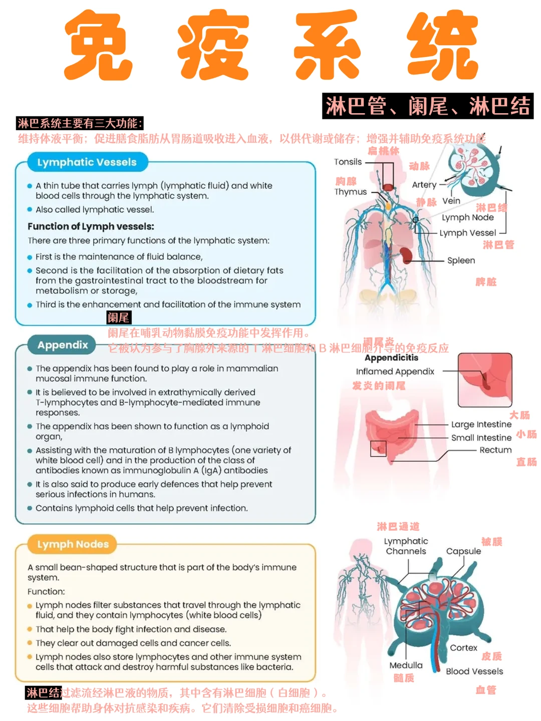 备考RN/免疫系统！！学！！单词
