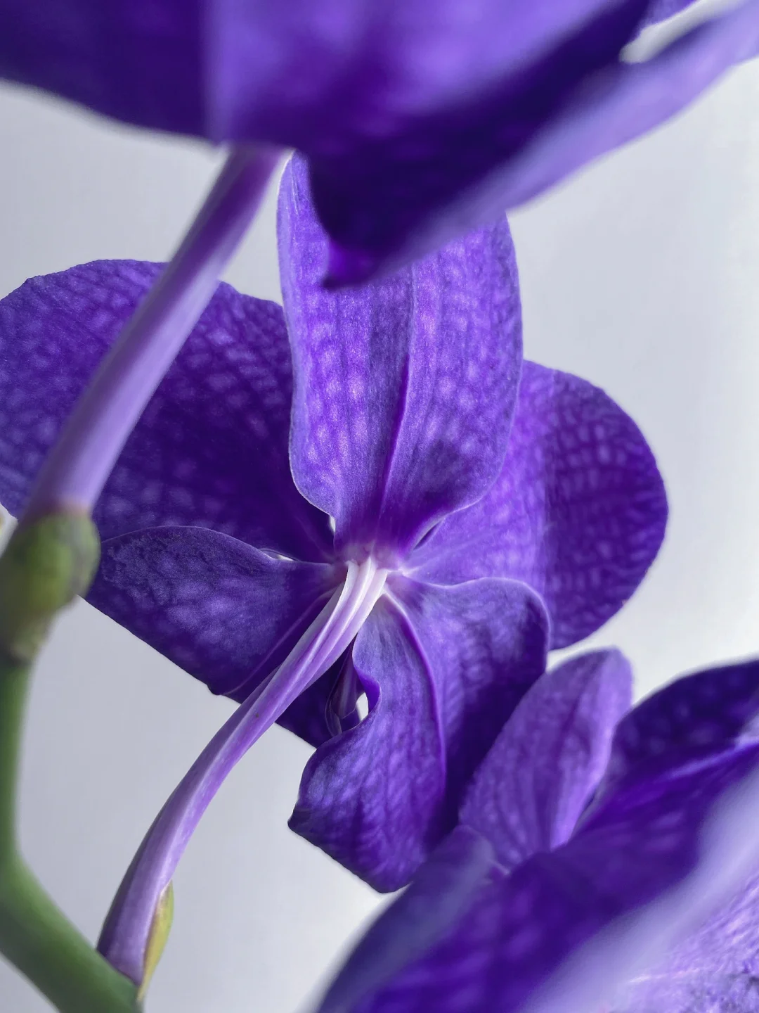 带你每天认识一种花材195｜胡姬花