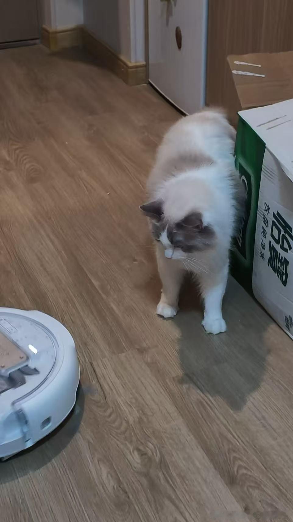 4猫家庭救星✨大疆扫地机真香

家里四只猫，还有一只布偶长毛怪，以前一周不打扫，全屋飞毛，每周必请保洁，一直不敢入扫地机，怕误伤猫咪
 
做了超多功课，最后冲大疆！用了四个月不亏✅
 
避障真的绝！猫咪突然窜出来也能及时避让，不会卷毛伤猫，宠物家庭安心
 
现在每天自动扫一遍，浮毛少超多，过 ​