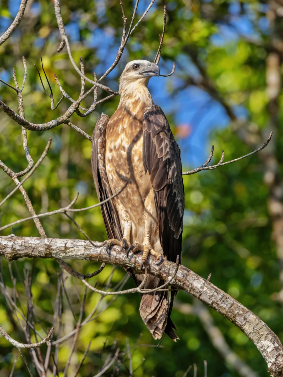 红树林上停栖的一级保护动物白腹海雕