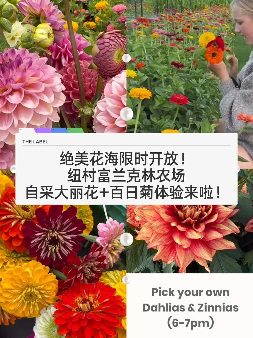 🇳🇿纽村周末打卡新去处！超美花海+摘花体验