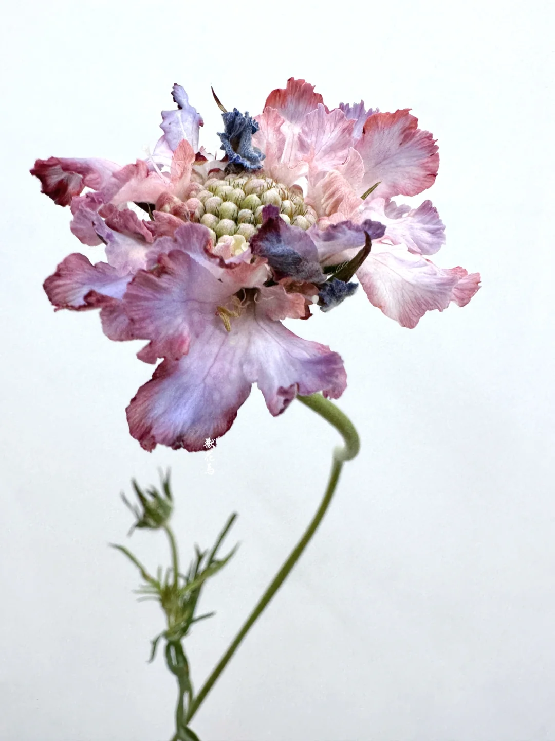 蓝盆花｜“万物皆流，皆变”