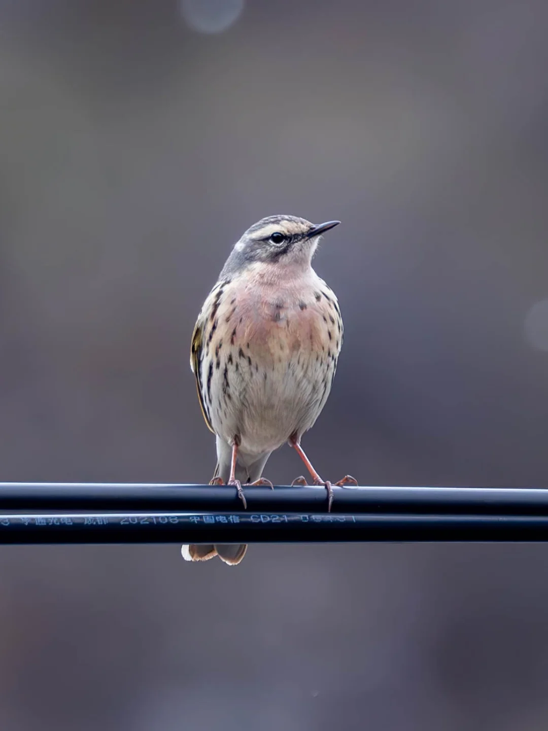 在广东少见的粉红胸鹨原来真的有粉红的胸