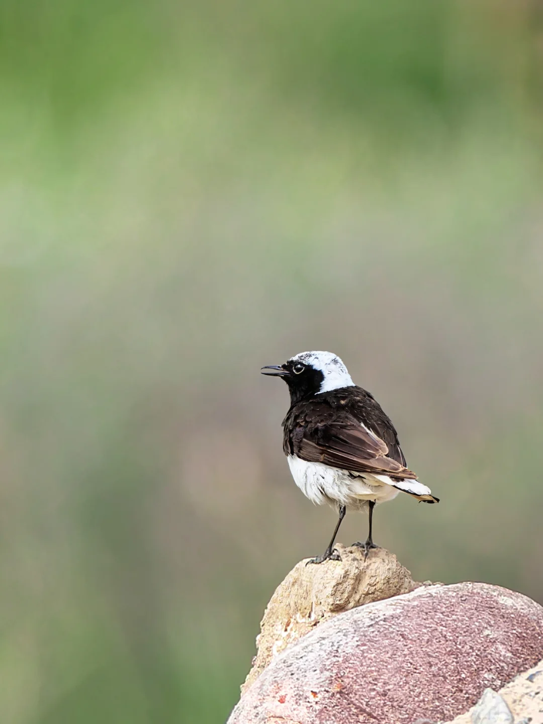 白顶䳭的孤独感谁人懂