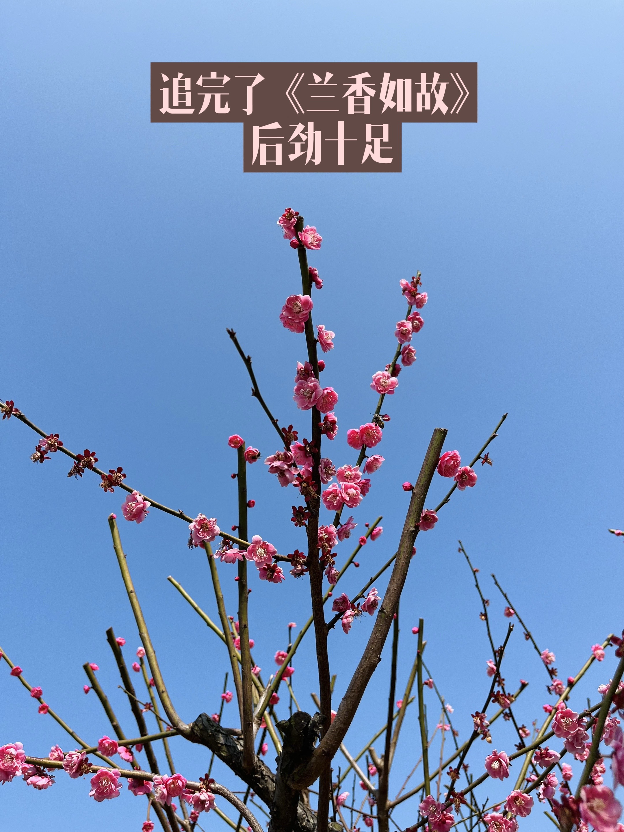 被《兰香如故》中的很多段话触动