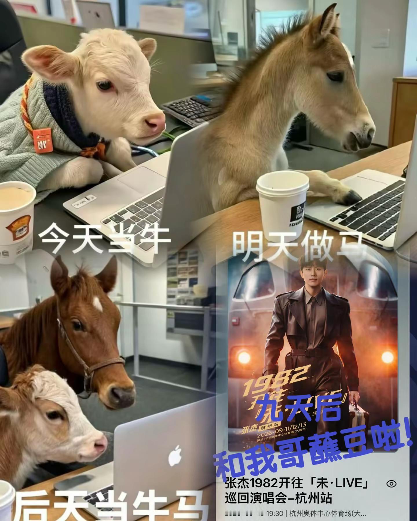 我来赴约啦，我的哥张杰