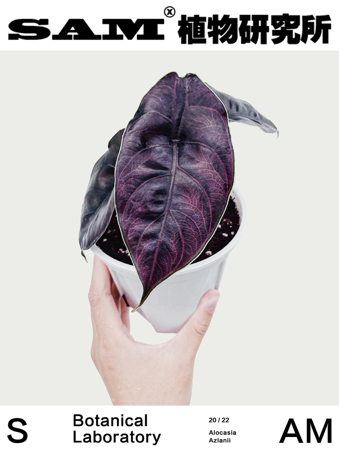 阿兹兰海芋｜Alocasia Azlanii