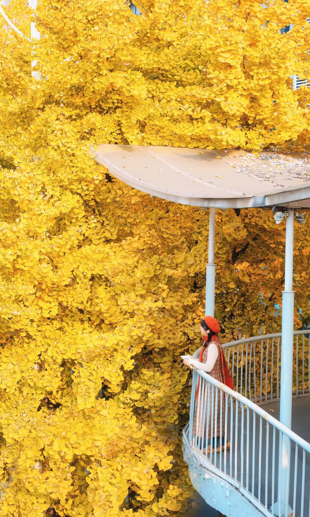 浪漫预警❗️再过一周武汉台北路天桥银杏美爆