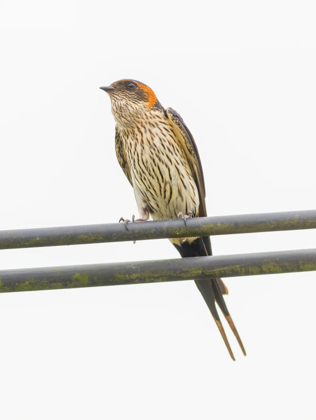 震惊！斑腰燕和金腰燕原来是一种？！