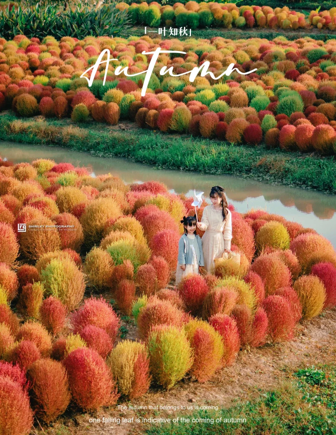 2022花开海上｜速来～地肤已进入最佳观赏期❗️