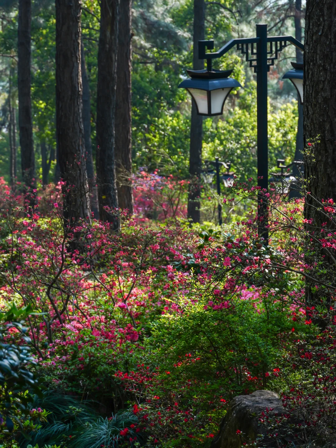 临平山杜鹃花海4.7实拍！本周末迎来盛放期