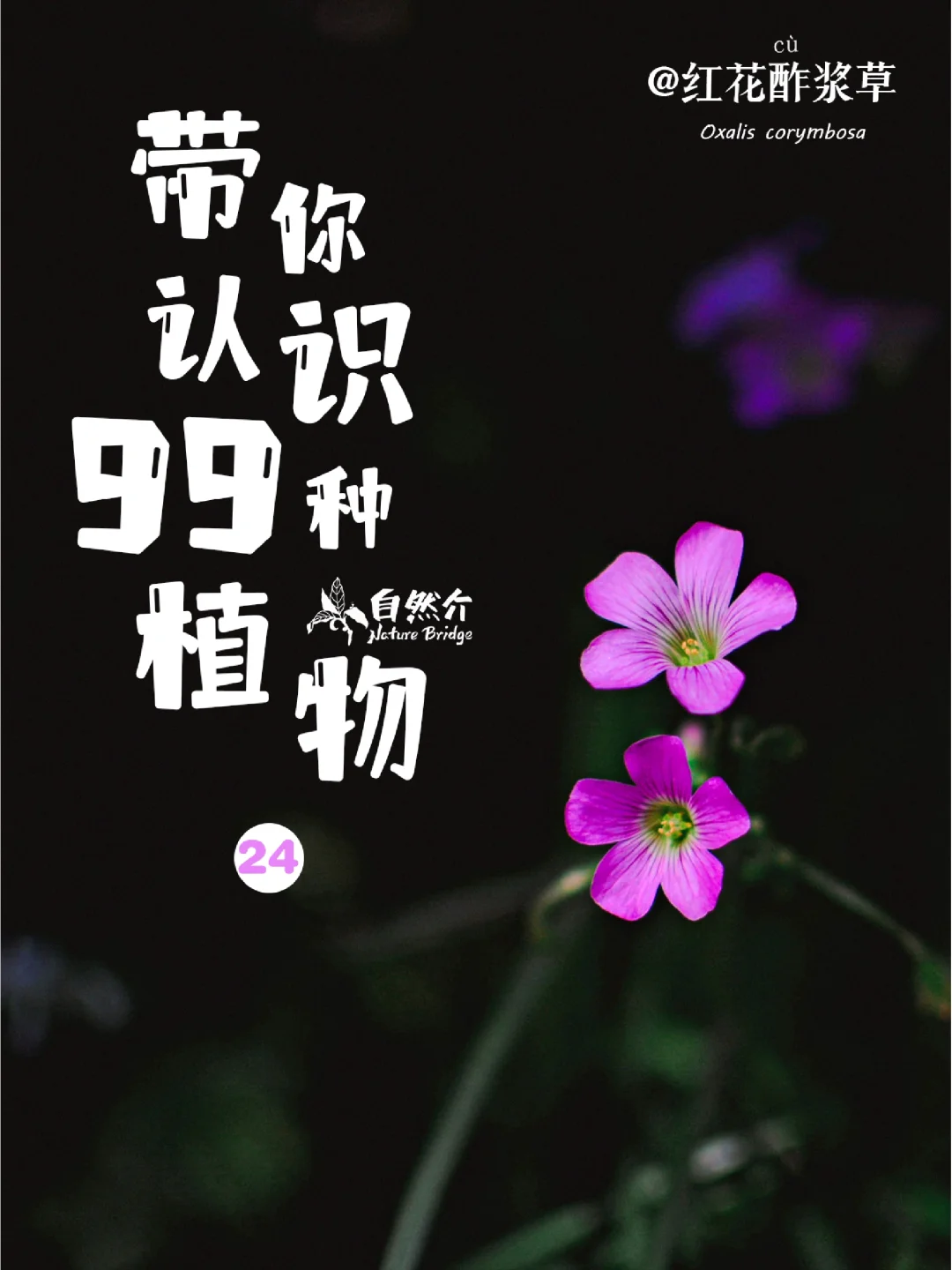 带孩子认识99种植物