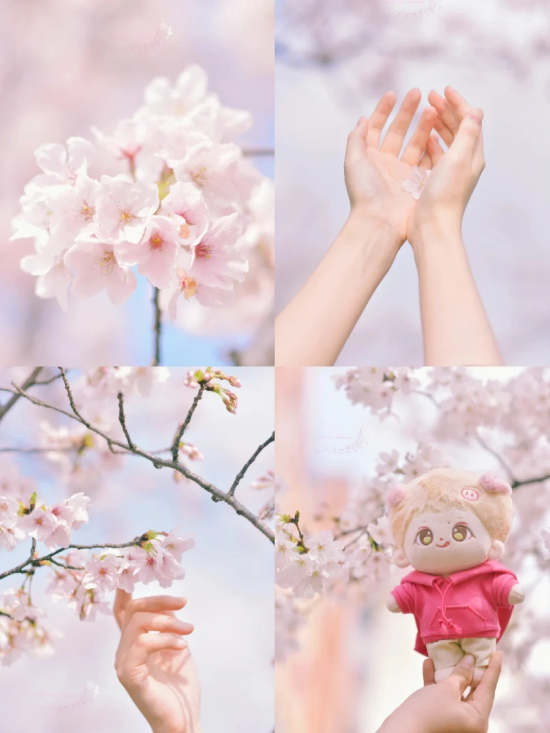 怎么能不期待武汉的春天呢？樱花美哭了❗️
