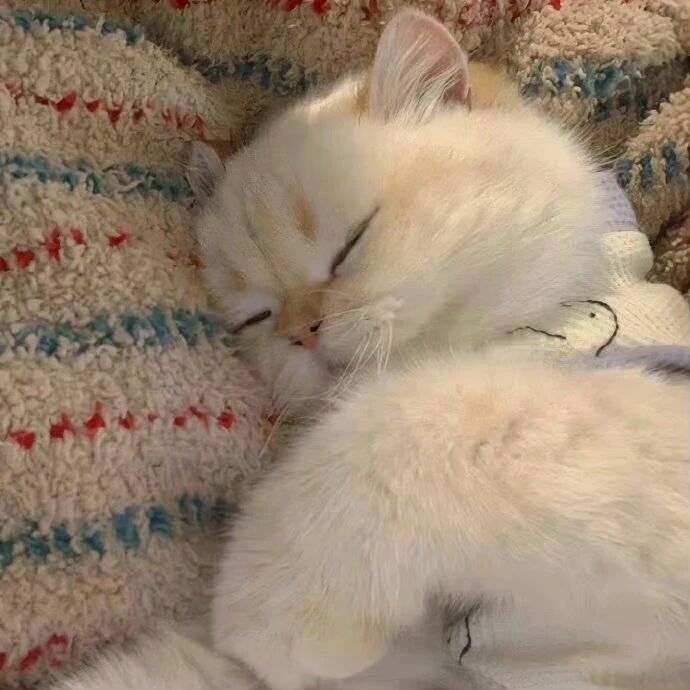 谁能拒绝困困小猫